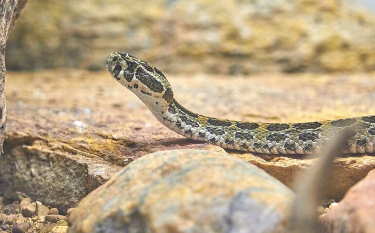 Serpente