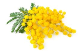Mimose