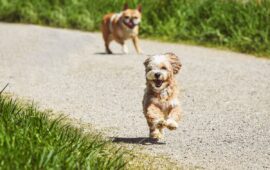 Cani in libera uscita
