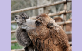 Bioparco di Roma