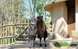 Il piccolo cammello nato al Bioparco di Roma