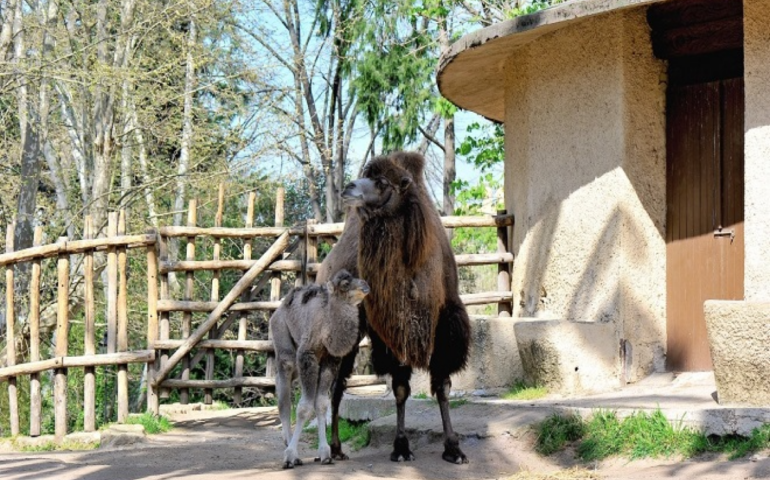 Il piccolo cammello nato al Bioparco di Roma