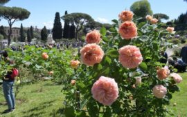 Il roseto comunale