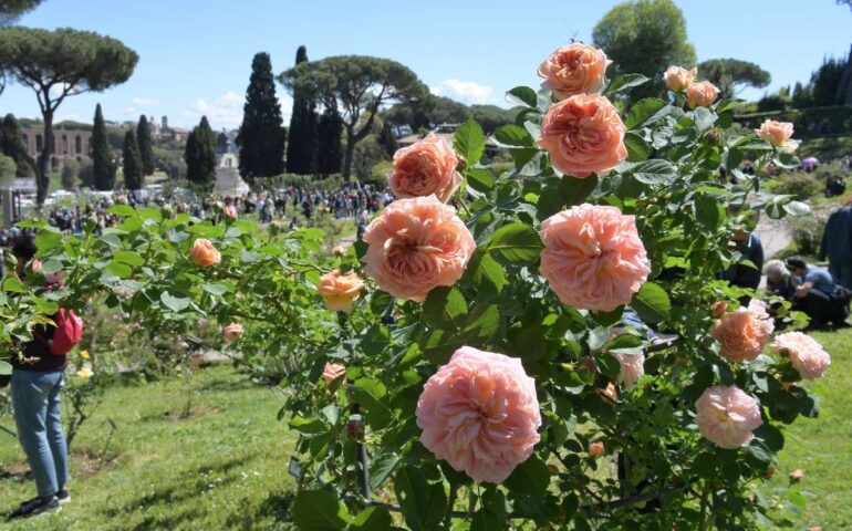 Il roseto comunale