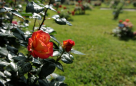 Concorso internazionale nuove varietà di rose, al via la 83ª edizione a Roma