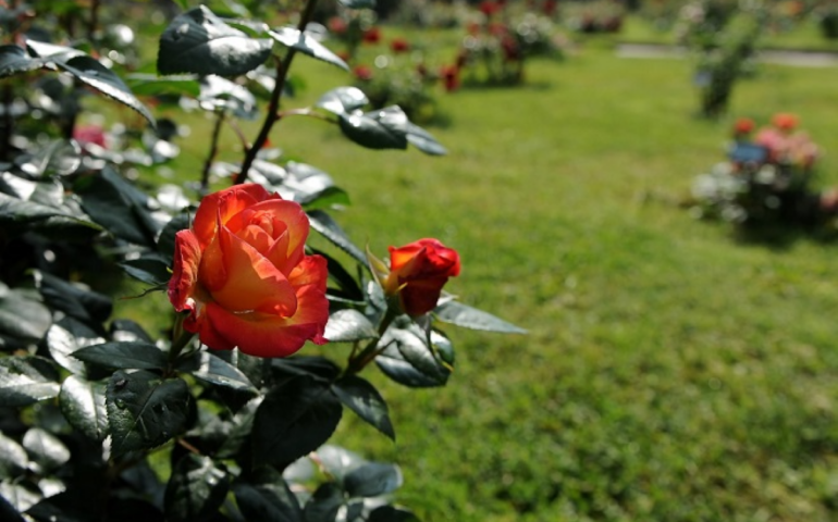 Roseto