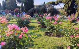 Il roseto di Roma