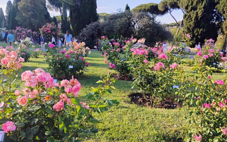 Il roseto di Roma