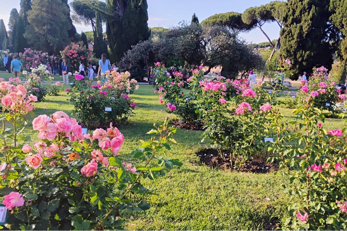 Premio Roma 2025, trionfo di rose al Roseto comunale