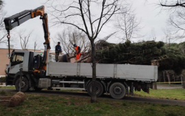 Roma Talenti, al via la riqualificazione arborea del Parco Petroselli: nuove piantumazioni e interventi di manutenzione per un polmone verde rinnovato