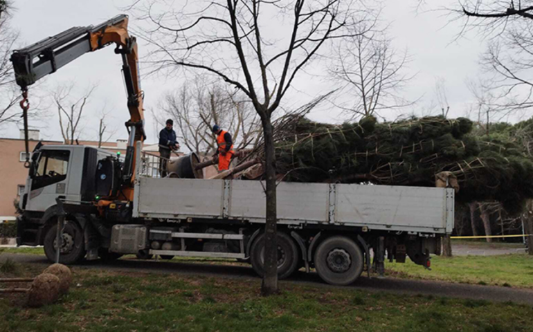 La sistemazione degli alberi