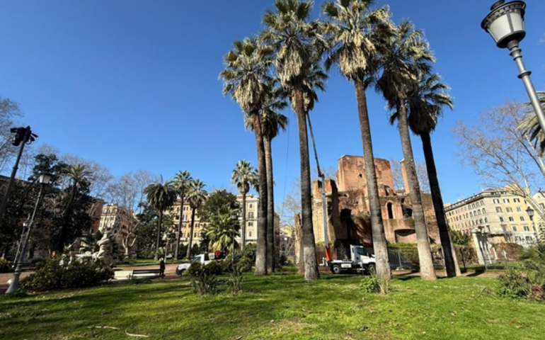 Le palme di Piazza Vittorio