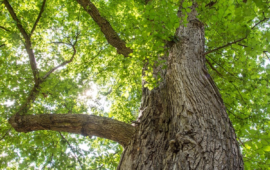 Forest for Rome, inaugurati due nuovi boschi didattici
