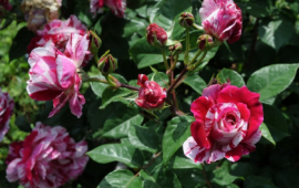 Corso Francia, nasce il primo roseto del Municipio XV tra riqualificazione ambientale e nuove fioriture