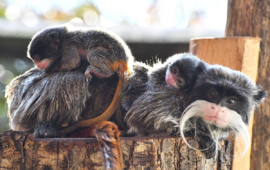 La coppia di tamarino imperatore neonata