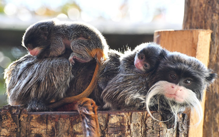 La coppia di tamarino imperatore neonata