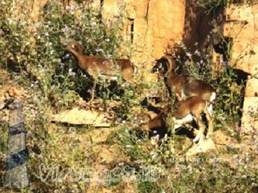 Ispantu mannu in Tortolì: abbistados muvrones in Arbatassa e iscualos in Orrì