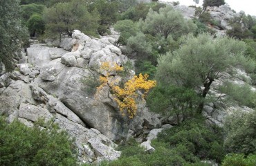 Cunferèntzia in Foghesu a pitzu de sa gruta Tueri