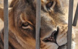 Secuestru mannu de animalis in is circus de Tortolì e Sàssari.