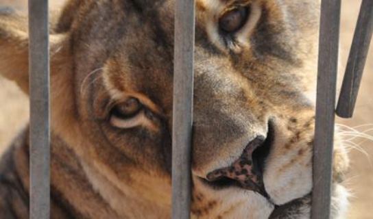 Secuestru mannu de animalis in is circus de Tortolì e Sàssari.