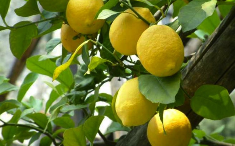 Salute e Bellezza. Le proprietà del limone