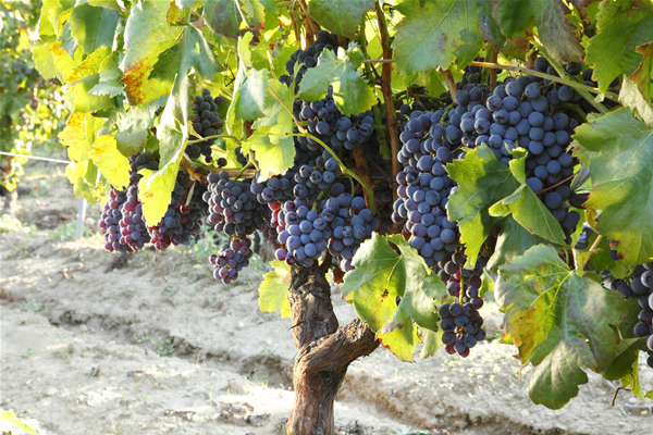 La pozione per una pelle sempre giovane? La crema al Cannonau.