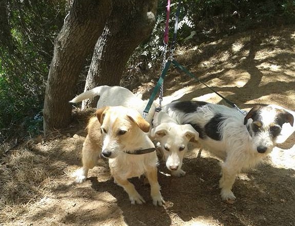 Tre cagnolini legati ad un albero e abbandonati a Cala Moresca. La denuncia sui social
