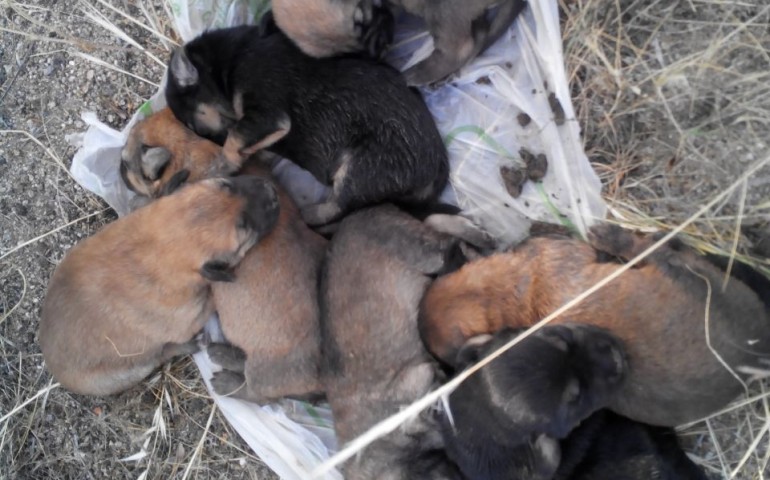 Bari Sardo. Chiusi in un sacco di plastica e abbandonati. Salvi sette cuccioli grazie ad un passante