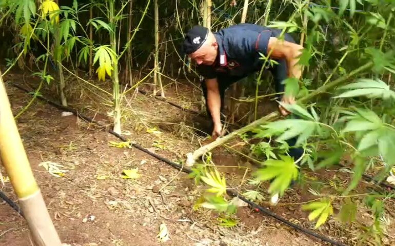 Sequestro della piantagione di marijuana a Talana: il video dell’operazione