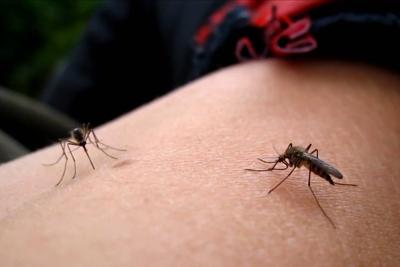 Zanzare infette in Ogliastra: è allarme per la febbre del Nilo. Avviata la campagna di prevenzione