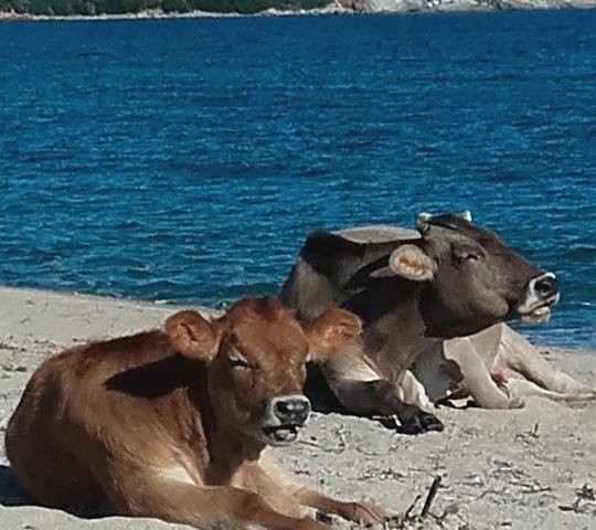 Due mucche prendono il sole nella spiaggia di Basaura. La foto impazza sui social
