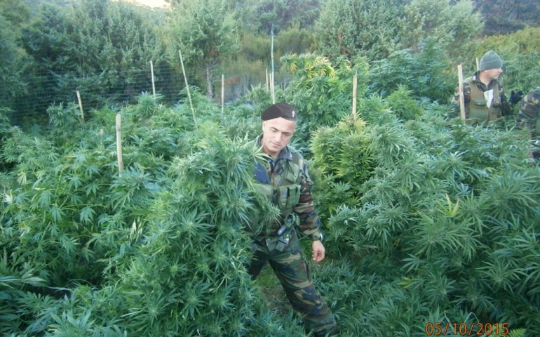 Talana, scoperta nuova piantagione di marijuana