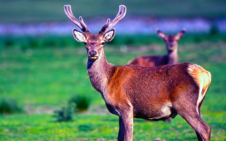 Rete natura 2000. Convegno ad Ussassai