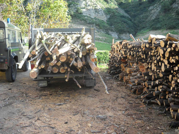 Padre e figlio sedicenne rubano legname a Tortolì. Sorpresi dai carabinieri