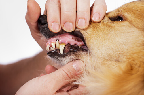 L’igiene dentale dei vostri amici a quattro zampe. La veterinaria risponde