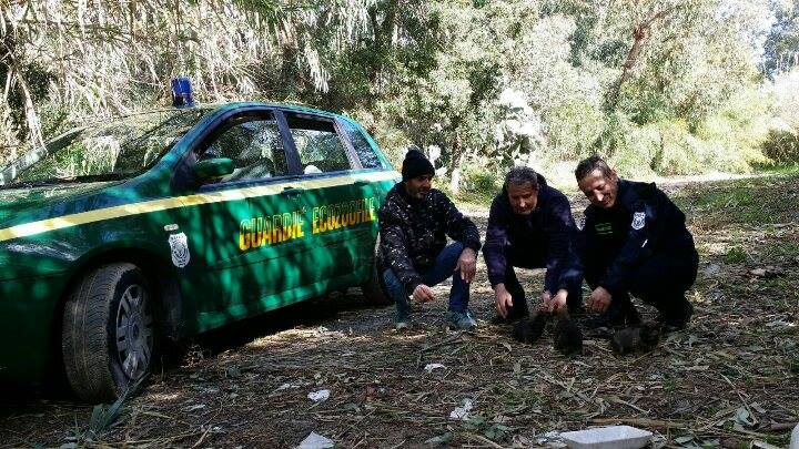 Cuccioli abbandonati a Tortolì. Salvati dalle Guardie Ecozoofile, ora cercano casa