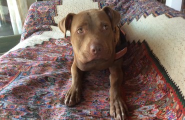 Palla, il pittbull salvato e curato dai veterinari di Oristano