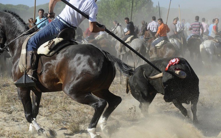 Toro de la Vega: vietato uccidere i tori durante il festival di Tordesillas