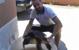 La tartaruga tratta in salvo dalla capitaneria di Arbatax