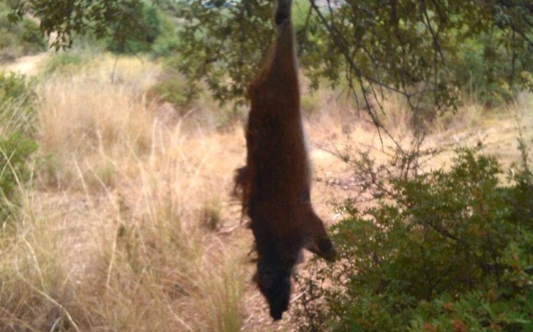 Tortolì, i bracconieri colpiscono ancora. Cinghiale appeso a un albero trovato a Monte Attu