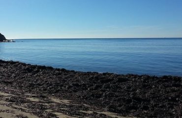 La spiaggia di S.Gemiliano invasa dalle alghe