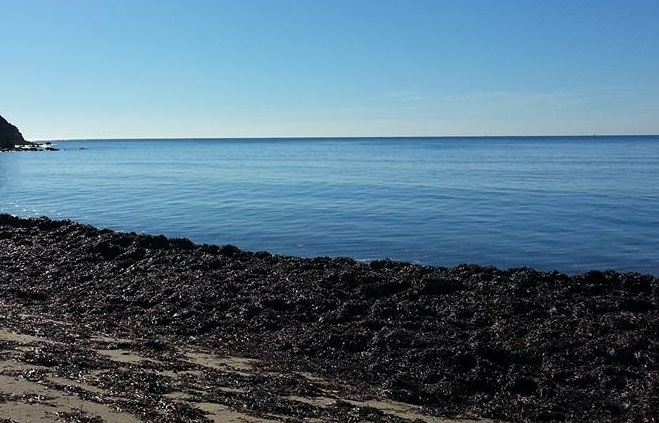 La spiaggia di S.Gemiliano invasa dalle alghe