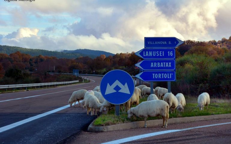 Le foto dei lettori. Gregge al bivio, di Gigliola Marongiu