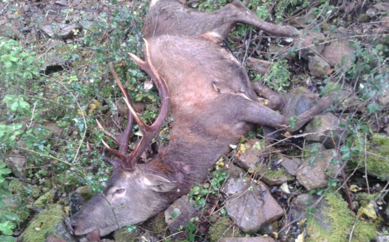 Ucciso uno dei cervi del parco di Perdas. La triste scoperta degli agenti della Forestale