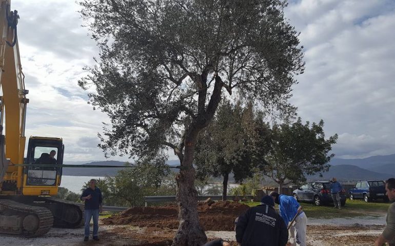 Un ulivo a San Gemiliano per ricordare Fabrizio Selenu. Il comitato: “Ciò che viene sradicato rinasce”