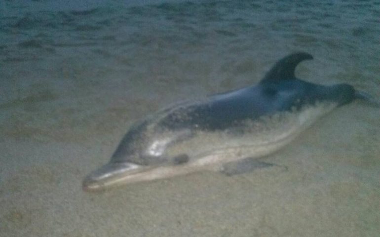 La fotonotizia. Delfino spiaggiato ieri a Bari Sardo