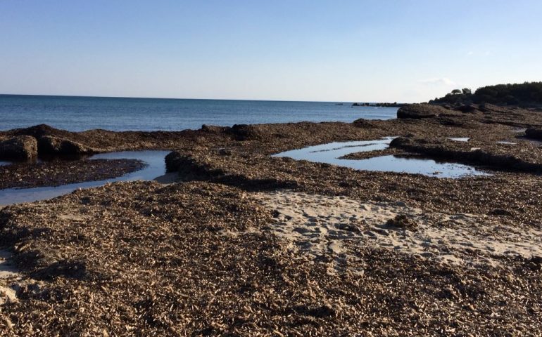 La spiaggia di Orrì invasa dalle alghe. Gli agenti della Forestale: “Fenomeno naturale e molto utile”