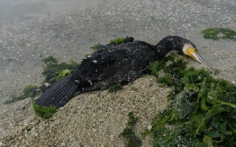 Protesta della Lipu: cormorani abbattuti inutilmente nell’Oristanese per favorire la ripresa della pesca