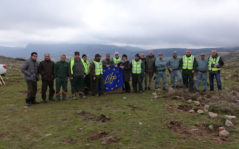 Ambiente, liberati in Ogliastra cinque cervi nell’ambito del progetto LIFE+ “One deer two islands”