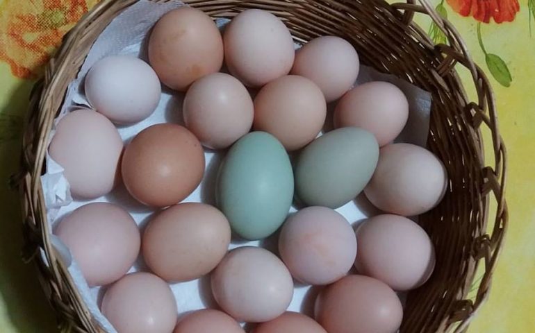 Le foto dei lettori. 50 sfumature di uova nello scatto di Roberto Pusole